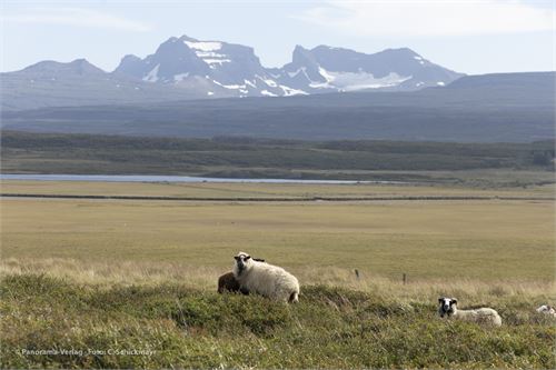Bild 78 · Schafe am Weg nach Borgarfjørdur