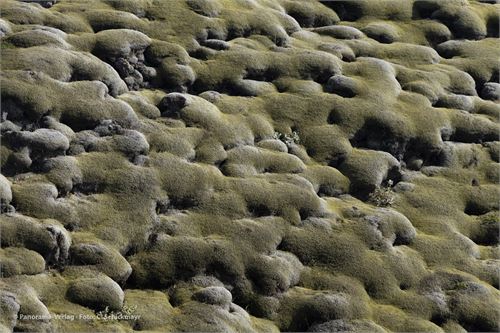 Bild 48 · Detailaufnahme vom Eldhraun, mit Flechten und Moos überwachsene Lava, die vor 300 Jahren ausgebrochen ist.