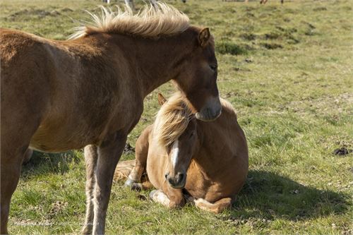 Bild 74 · Islandpferde