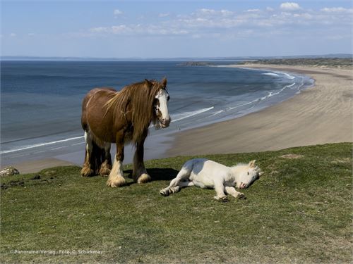 Pferd mit Fohlen auf Rhossili