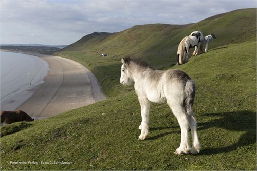 Pferd mit Fohlen auf Rhossili