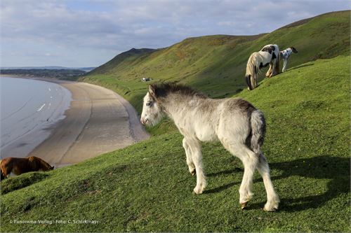 Pferd mit Fohlen auf Rhossili