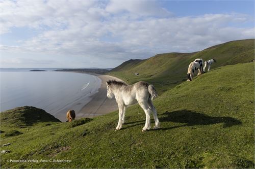 Pferd mit Fohlen auf Rhossili