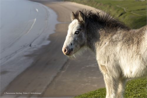 Fohlen über Rhossili Beach