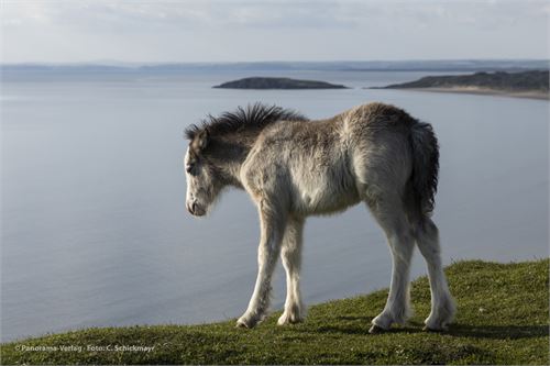 Fohlen über Rhossili Beach