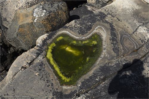 Bild 21, Salzwasserpfütze an der Küste von Nordnorwegen nach Lauvsnes