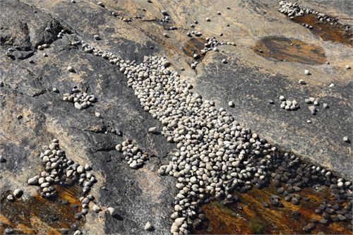 Bild 22, Schneckengehäse an der Küste von Nordnorwegen nach Lauvsnes