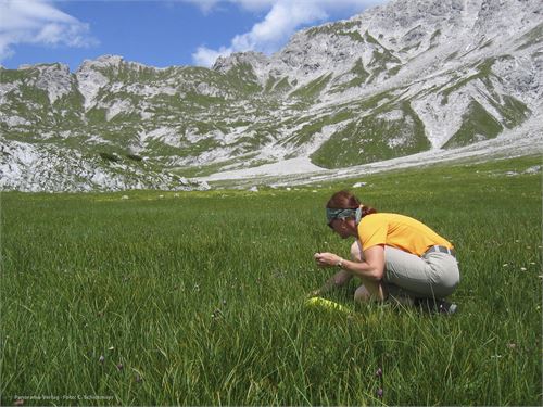 Schnittlauchernte im Hochwiestal