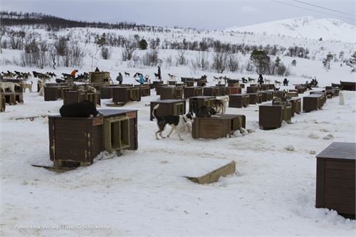 Schlittenhund-Lager bei Tromsø