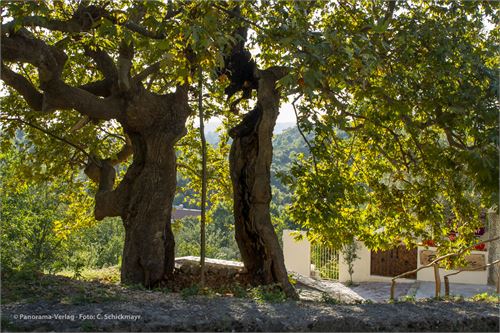 Vom Blitz gespaltene Platane in Kruje