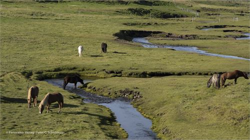 Bild 19 · Islandpferde