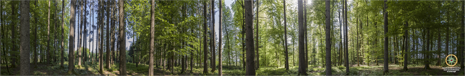 Waldpanorama 1