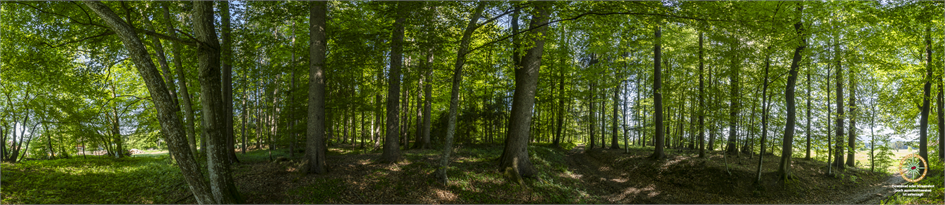 Waldpanorama 2