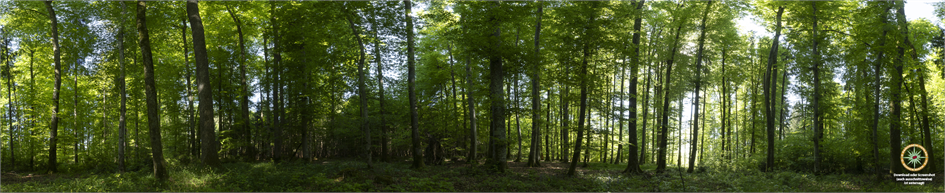 Waldpanorama 3