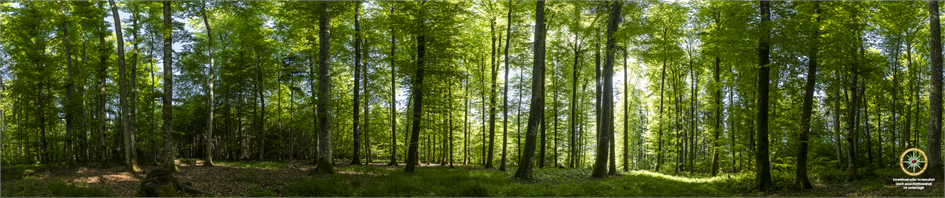 Waldpanorama 4