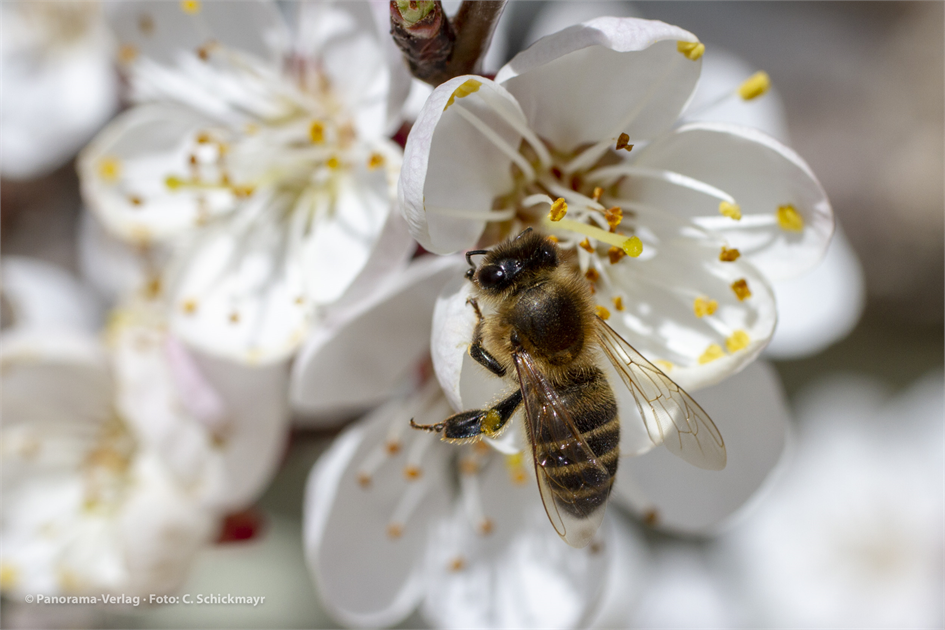 Nahaufnahmen Insekten